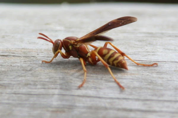 Who created project noah image