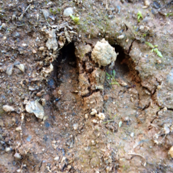 Whitetailed Deer hoofprint Project Noah