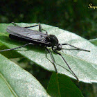 Bibionidae fly