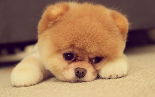 Free Download Pet Dog Wallpaper APK for Android