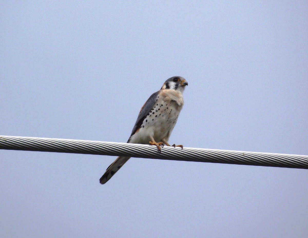 American Kestrel