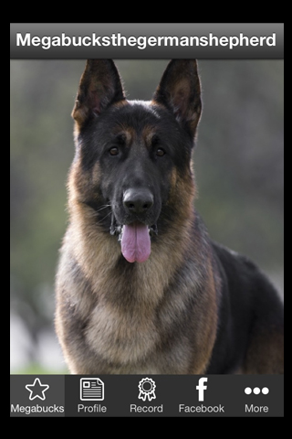 Megabucks German Shepherd app