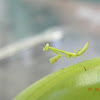 Praying Mantis nymph