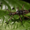 'Touch Me Not' Stick Insect