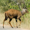 Common Reedbuck