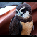 Lechuzón de anteojos / Spectacled Owl