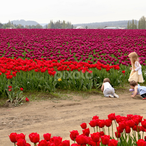 Exploring the Tulip Fields by Jennifer Wheatley-Wolf - Flowers Flowers in the Wild