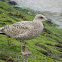 British Herring Gull juveniles