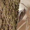 Brown Creeper