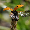 Seven-spotted Lady Beetle