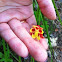 Columbine "Canada or Eastern Red"