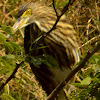 Indian pond heron or paddybird