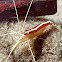 Indo-Pacific White-Striped Cleaner Shrimp