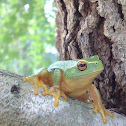Dainty Tree Frog