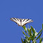 Scarce Swallowtail (Ποδαλείριος)