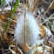 Hare's Tail Grass