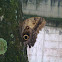 Yellow fronted owl butterfly