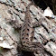 Eastern Fence Lizard, male