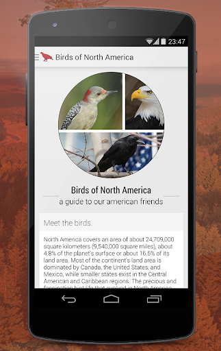 Birdlife of North America