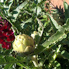 Globe artichoke