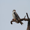 Black shouldered kite