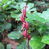 Spotted Coral Root Orchid (seedpods)