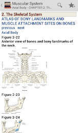 Muscular System Manual poster 2