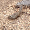 California Ground Squirrel