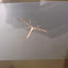 Plume Moth