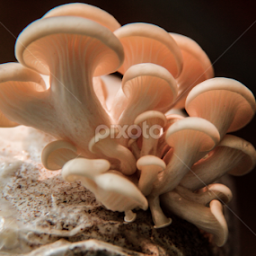Family Tree_VI by Shadat Hossain - Nature Up Close Mushrooms & Fungi