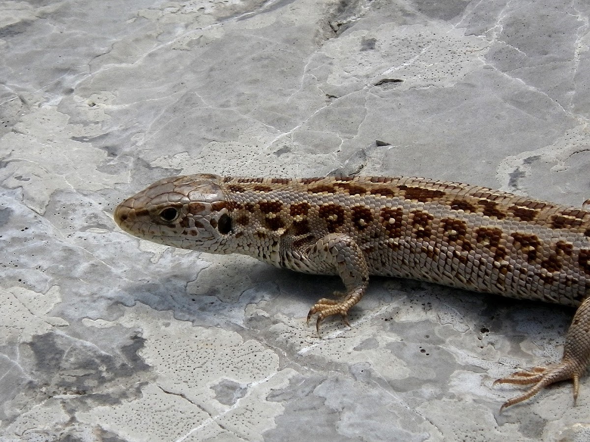 Sand lizard (female)