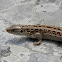 Sand lizard (female)