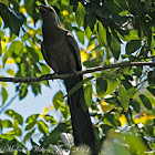 Grey Go-away Bird