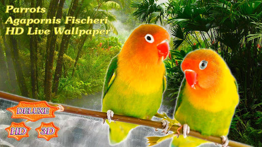 【免費個人化App】Parrots Agapornis Fischeri-APP點子