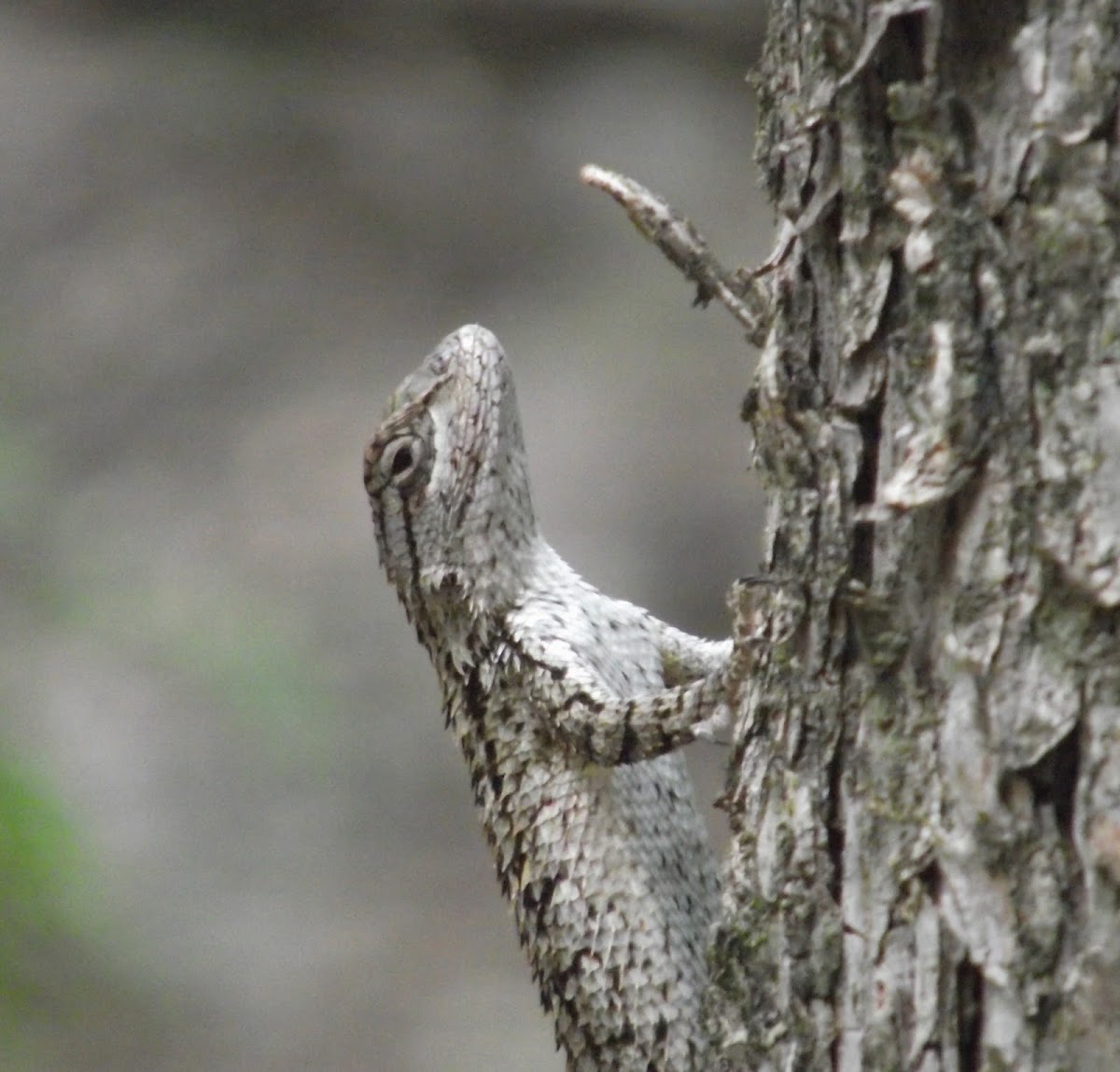 (Yet another) Texas Spiny Lizard