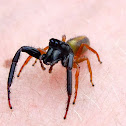 Black-headed Jumping Spider