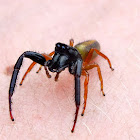 Black-headed Jumping Spider