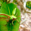 Green christmas beetle