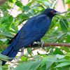 Asian Koel