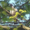 Pale-vented Pigeon (Pomba Legítima : Brazil)