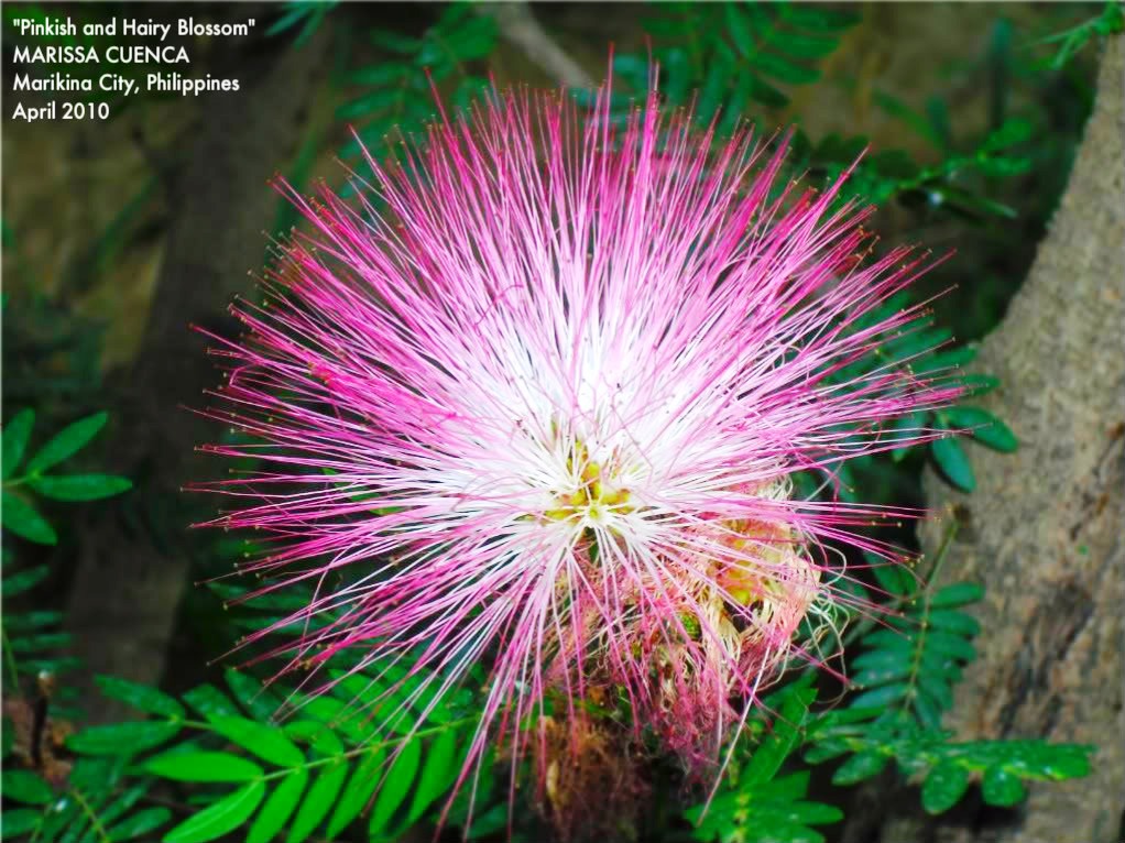 Persian Silk Tree, Pink Silk Tree