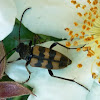 Flower Longhorn / Gefleckter Blütenbock