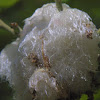 Woolly Catkin Gall Wasp