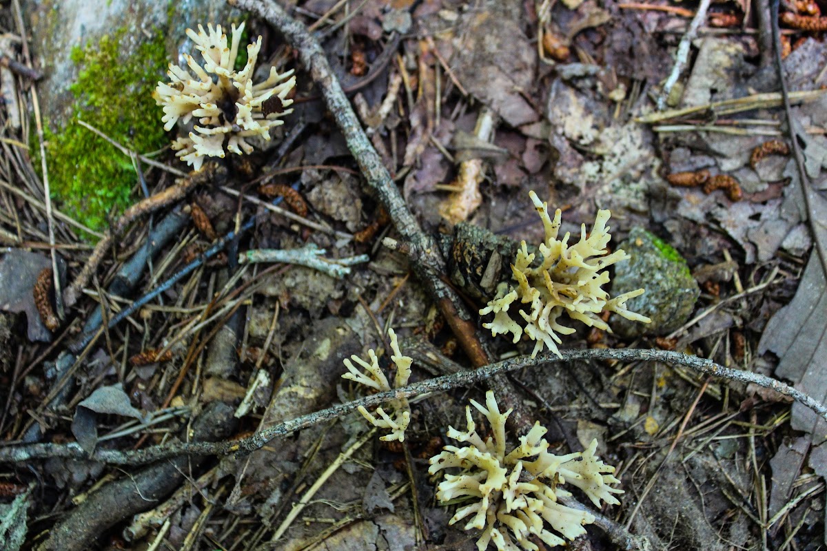 Straight Coral Fungus