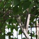 Red-breasted Flycatcher(female)