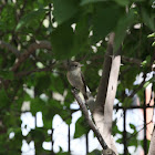 Red-breasted Flycatcher(female)