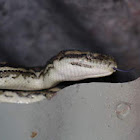 Coastal Carpet Python