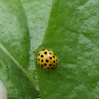 Yellow Ladybug (Κίτρινη Πασχαλίτσα)