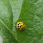 Yellow Ladybug (Κίτρινη Πασχαλίτσα)