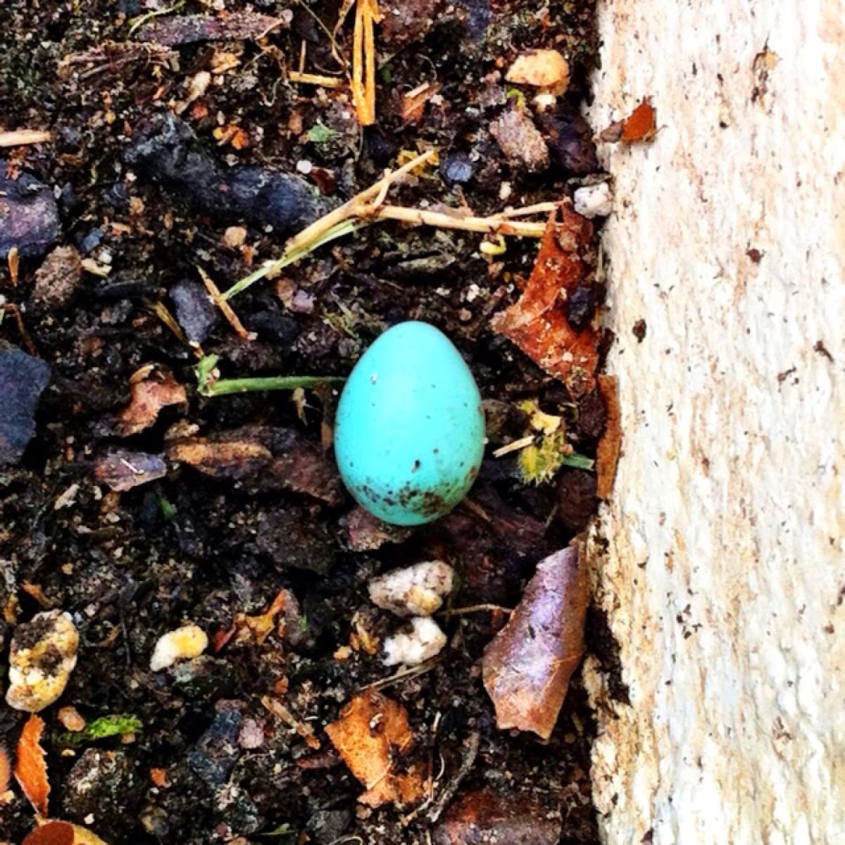 Eastern Bluebird Egg